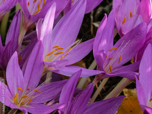 Purple autumn crocuses in the garden