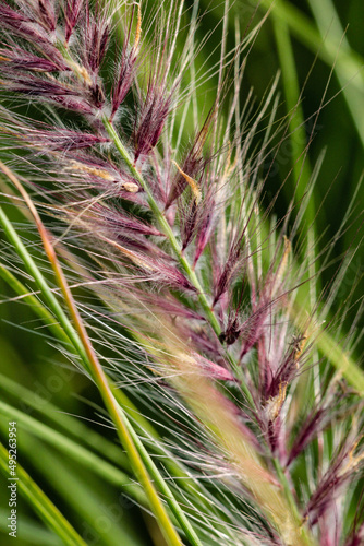 Grass spike close-up on a green background