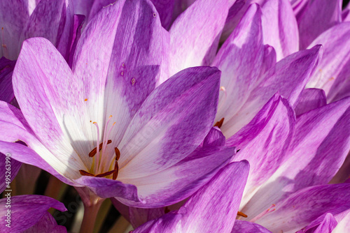 Purple autumn crocuses in the garden