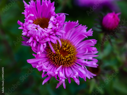 Purple flowers in the garden in autumn with dew drops