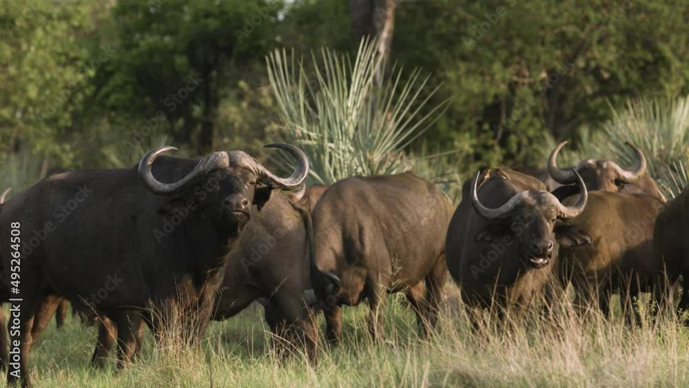 A herd of buffalo in the Botswana Reserve A herd of buffalo in the Botswana Reserve