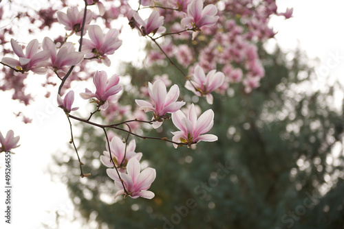 Spring flowering magnolia tree white and pink flowers.