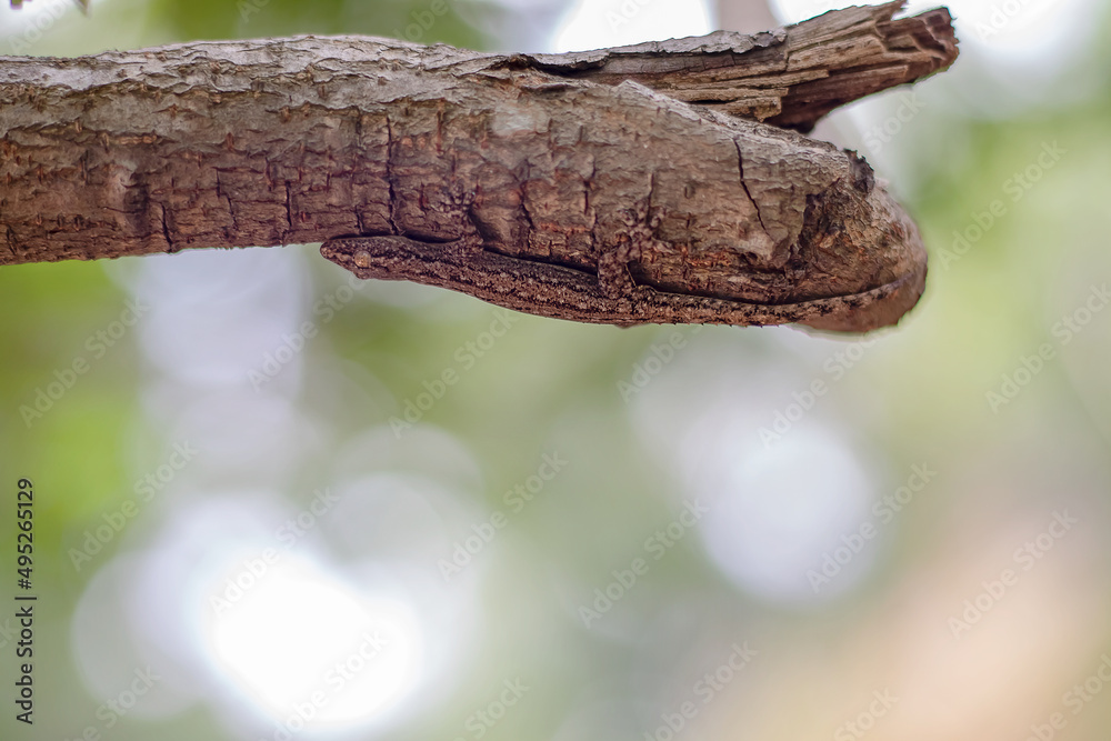 Lizard camouflaged on broken wood Change the body color to look like natural wood. Lizard camouflaged on broken wood Change the body color to look like natural wood.
