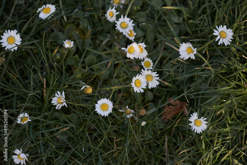 Spring flowering magnolia tree white and pink flowers.