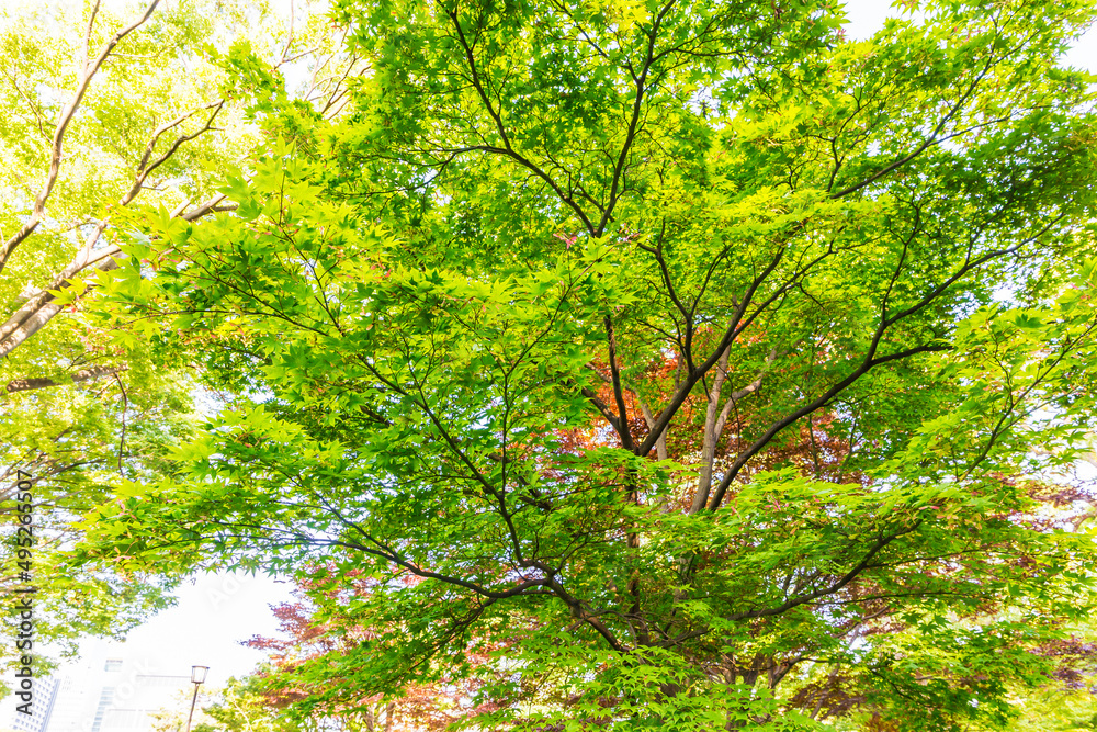 Fototapeta premium 新緑 爽やか 植物 木 公園 皇居 日本庭園 