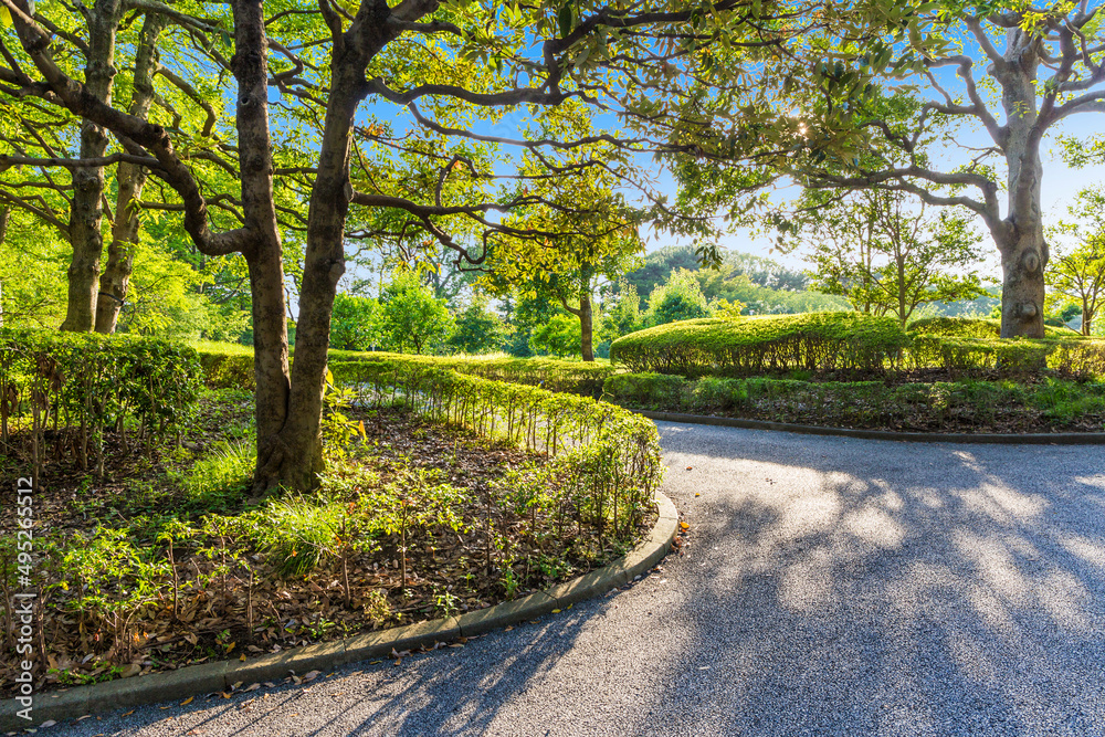 Fototapeta premium 新緑 爽やか 植物 木 公園 皇居 日本庭園