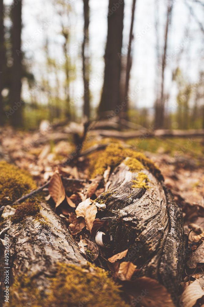 autumn in the forest autumn in the forest