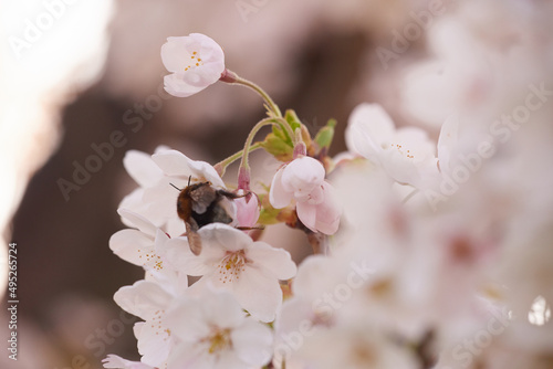 A bee collects nectar in white flowers.