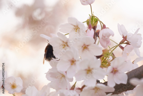 A bee collects nectar in white flowers.