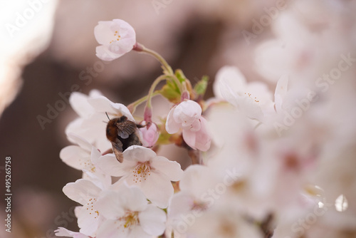 A bee collects nectar in white flowers.