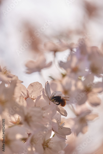 A bee collects nectar in white flowers.