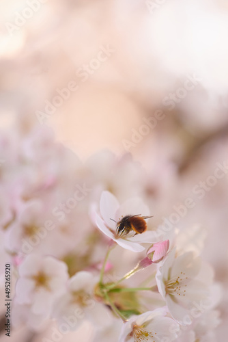 A bee collects nectar in white flowers.