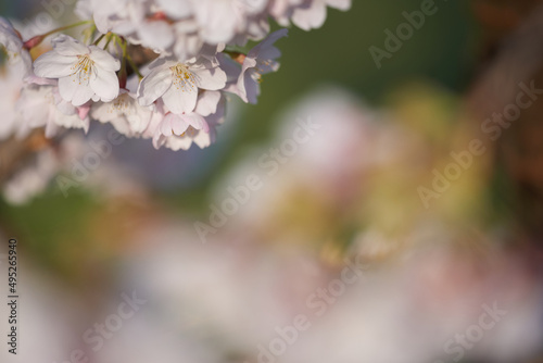 A bee collects nectar in white flowers.