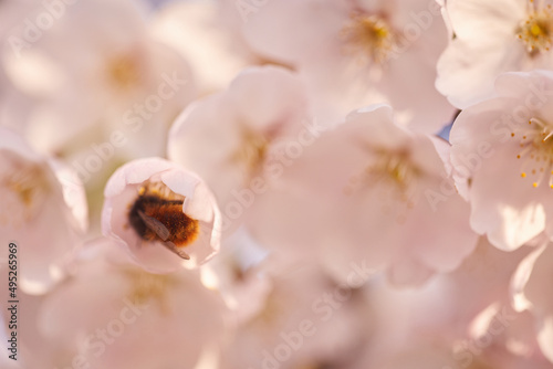 A bee collects nectar in white flowers.