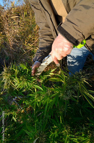 Grower hands cultivating cannabis growing in the field