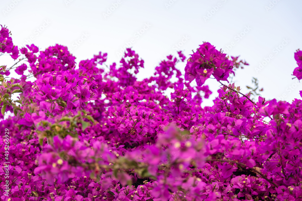 Bougainvillea purple flower blooming thorny plant background.