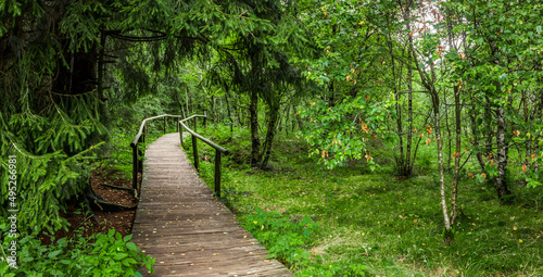 Bohlensteg durch den Karpaten-Birkenwald  im Roten Moor in der Hessischen Rhön