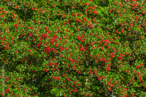 Rote Beeren eines Weißdornstrauches