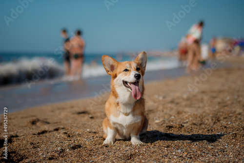 Canvas Print Happy Welsh Corgi Pembroke dog at the beach
