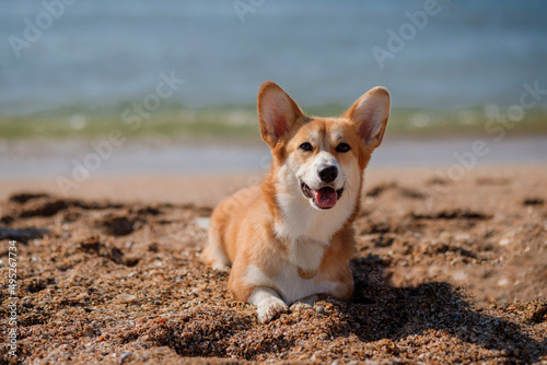 Happy Welsh Corgi Pembroke dog at the beach © bondvit