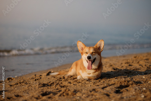 Happy welsh corgi pembroke dog showing tongue and smile at the beach © bondvit