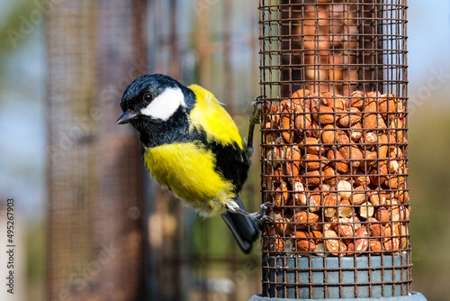 Great Tit garden bird on a peanut feeder
