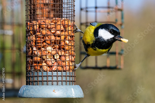 Great Tit garden bird on a peanut feeder