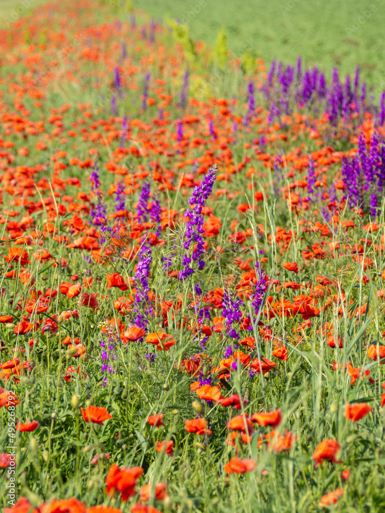 A sea of bright wildflowers in summer. Purple lupin flowers and red poppies in a field with a low depth of field close-up. Spring flower background. Blooming meadow
