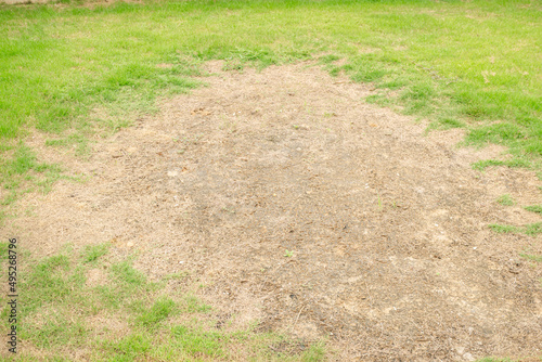 Rhizoctonia Solani grass leaf change from green to dead brown in a circle lawn texture background dead dry grass. Dead grass of the nature background. a patch is caused by the destruction of fungus.