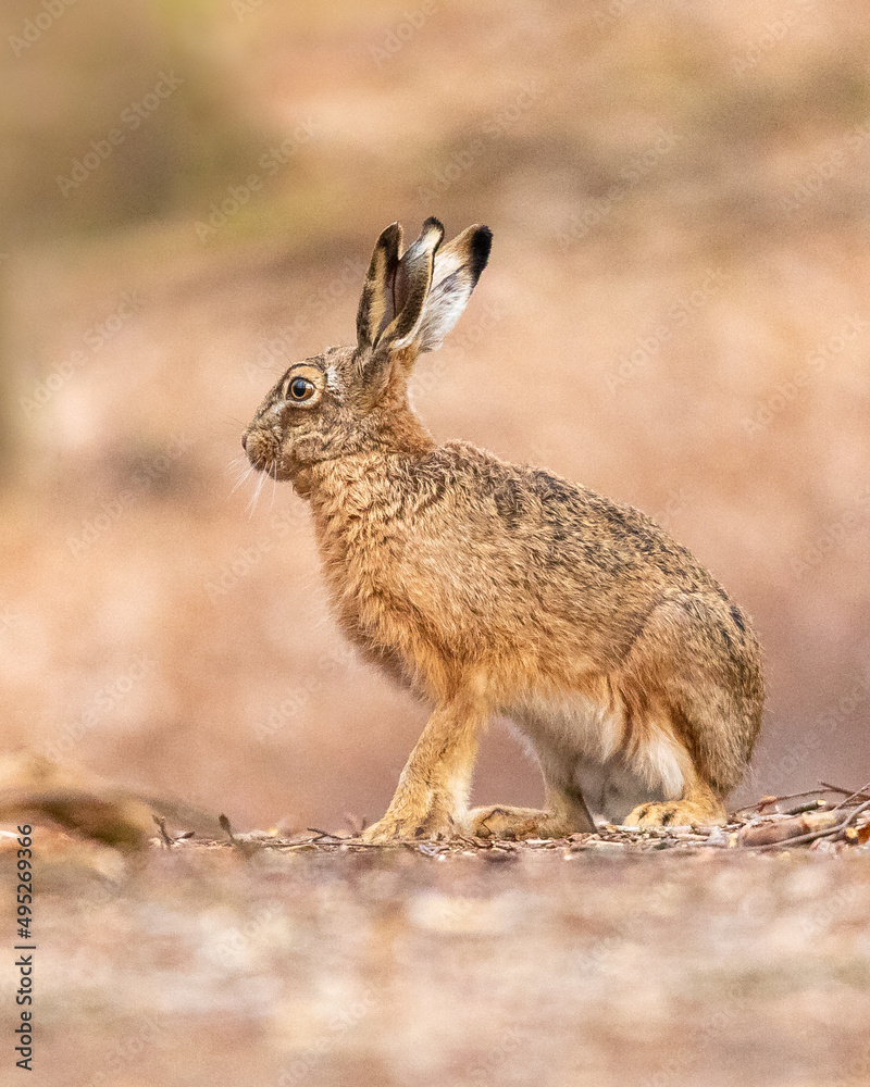 Fototapeta premium Hase im Wald auf Futtersuche