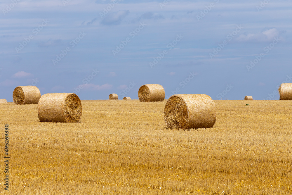bale of straw at a field after harvesting