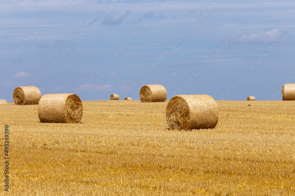 bale of straw at a field after harvesting bale of straw at a field after harvesting