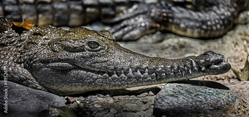 Australian crocodile's head. Latin name - Crocodylus johansoni	 photo