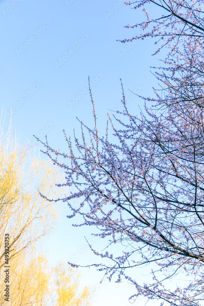 China Beijing Olympic Forest Park Spring View with flowers bloom China Beijing Olympic Forest Park Spring View with flowers bloom