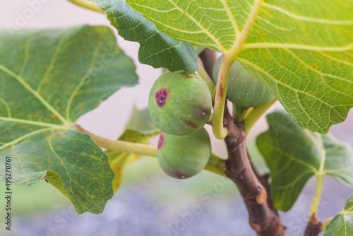figs on the branches of the fig tree