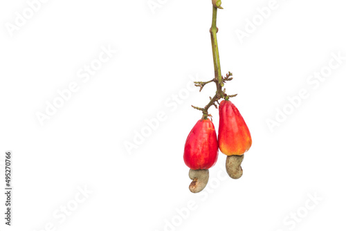 Fototapeta Naklejka Na Ścianę i Meble -  Red cashew and Cashew Nut is on white background,Leaves of green cashew.
