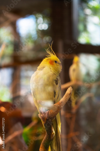 Tropical yellow parrot sits on a branch in a cage and sleeps