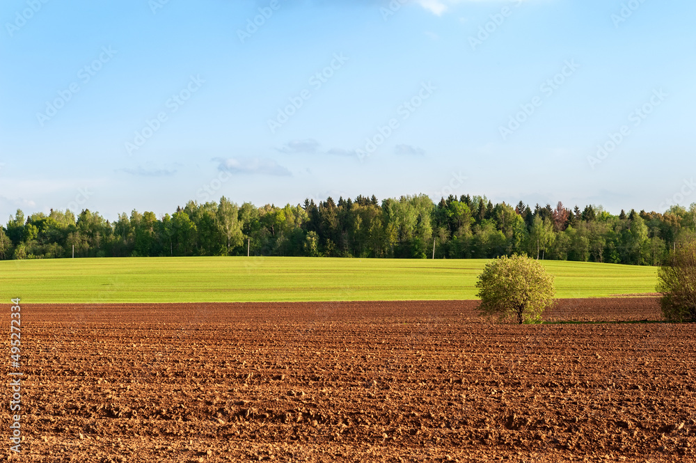 ploughed field, wood and blue sky at sunset