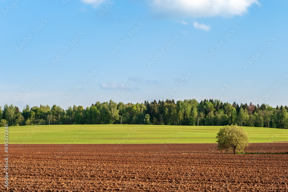 ploughed field, wood and blue sky at sunset ploughed field, wood and blue sky at sunset