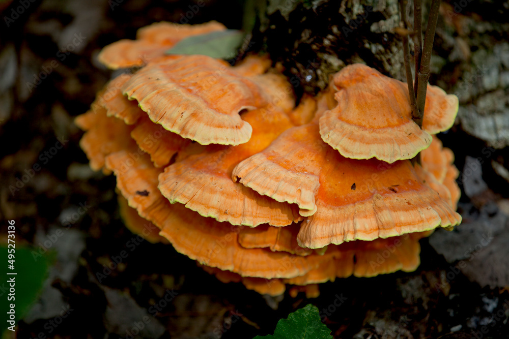 Mushrooms along the side of a hiking train in an Ontario Provincial park. Mushrooms along the side of a hiking train in an Ontario Provincial park.