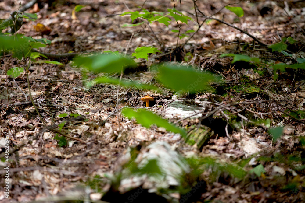 Mushrooms along the side of a hiking train in an Ontario Provincial park. Mushrooms along the side of a hiking train in an Ontario Provincial park.