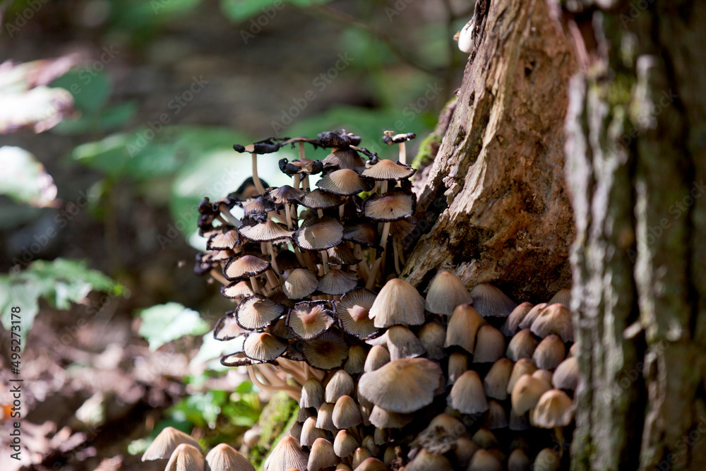 Mushrooms along the side of a hiking train in an Ontario Provincial park. Mushrooms along the side of a hiking train in an Ontario Provincial park.