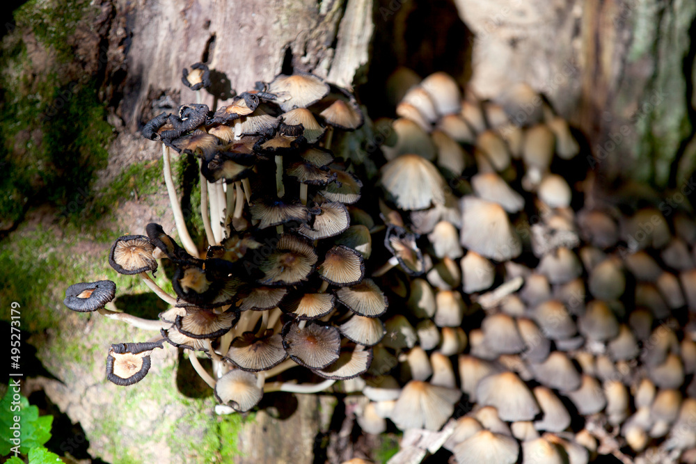 Mushrooms along the side of a hiking train in an Ontario Provincial park. Mushrooms along the side of a hiking train in an Ontario Provincial park.