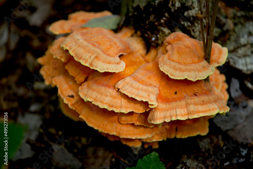 Mushrooms along the side of a hiking train in an Ontario Provincial park.