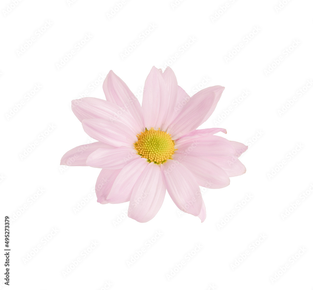 Pink chrysanthemum flower isolated on white background.