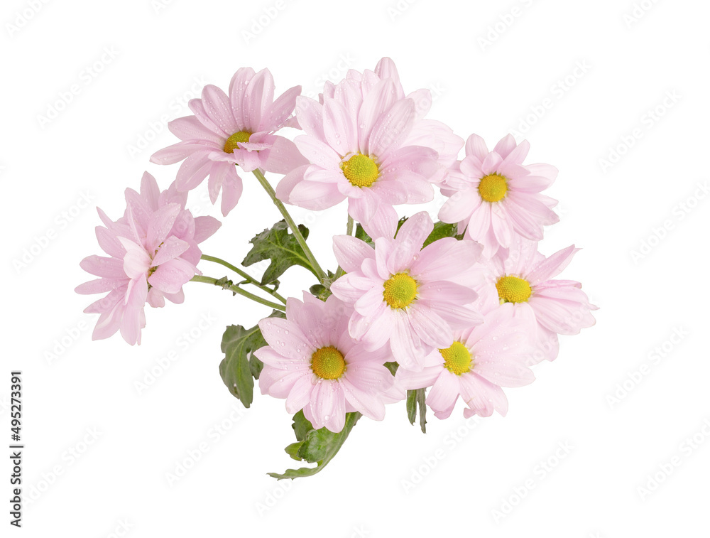 Flowering chrysanthemum branch isolated on white background.
