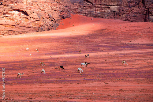 The Camels (Camelus dromedarius) in the Wadi Rum desert. Jordan.