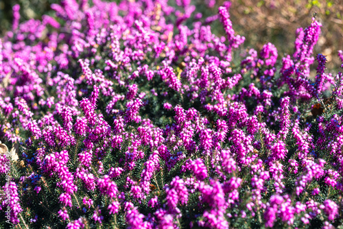 purple bell flowers in spring