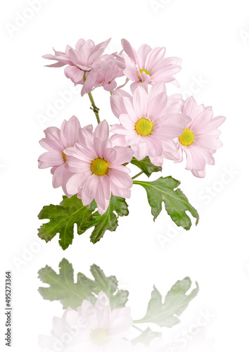 Flowering chrysanthemum branch isolated on white background.