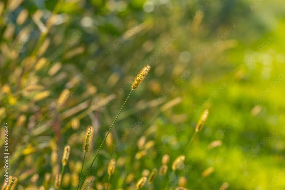 Summer background with green grass and spikelets of grass Summer background with green grass and spikelets of grass
